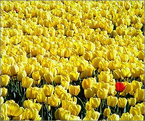 tulipan.jpg
