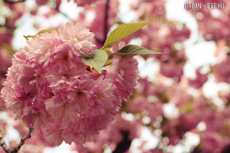 _fuveszkertsakura008